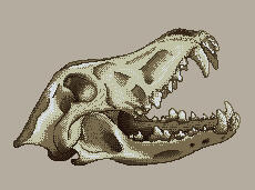 Wolf Skull
